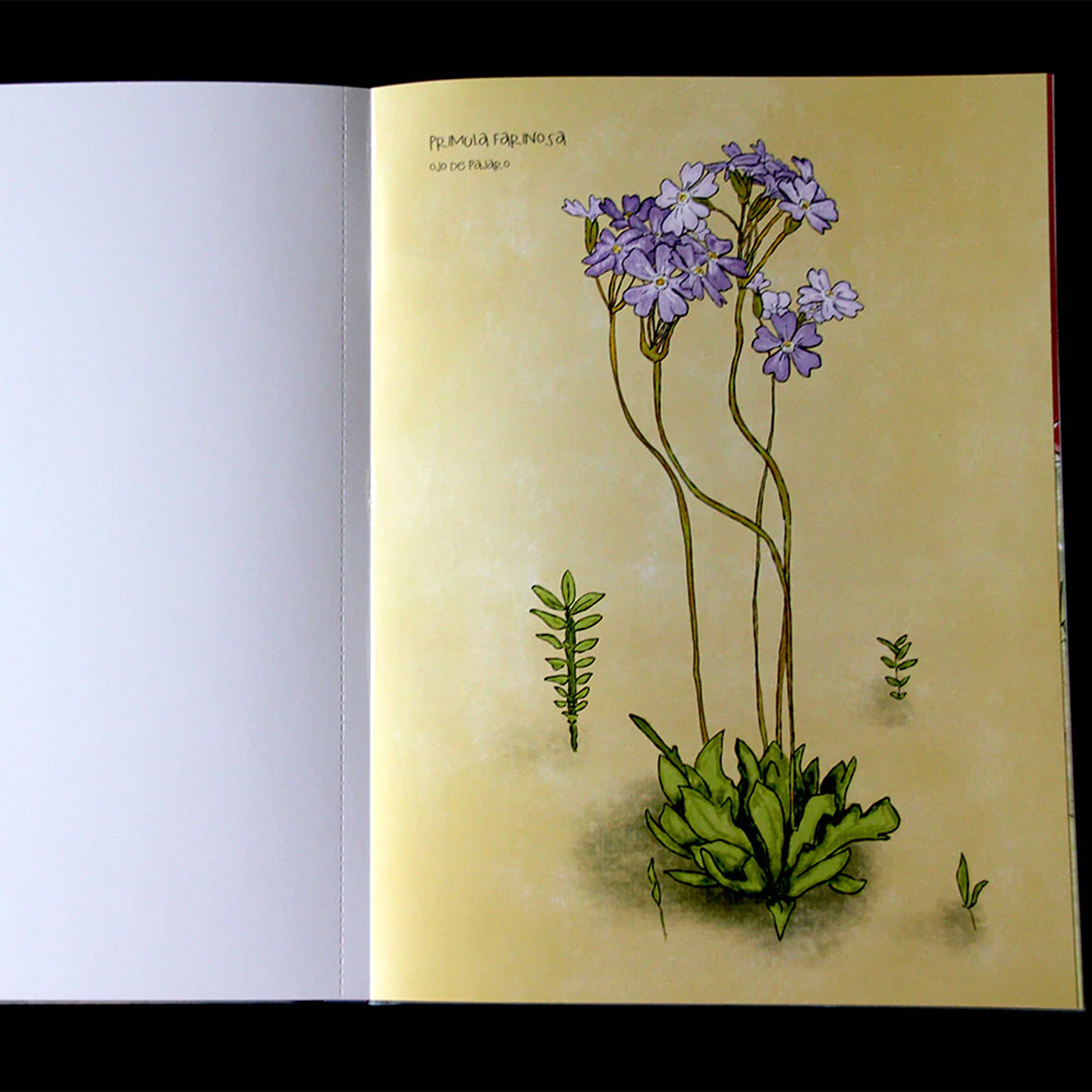 LIBRO DESIERTO EN FLOR POR VERONICA BAZAN 5