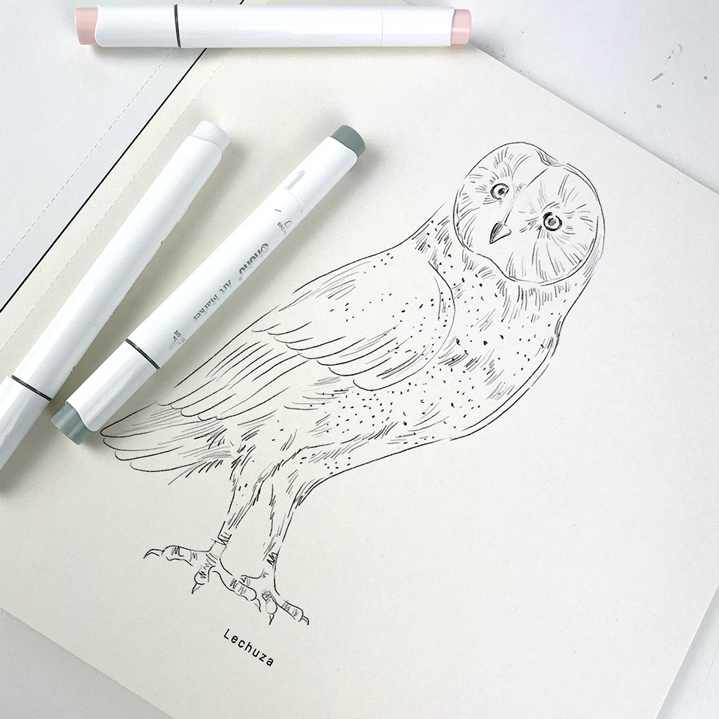 LIBRO AVES DE CHILE POR MARIA JOSÉ PEDRAZA  4