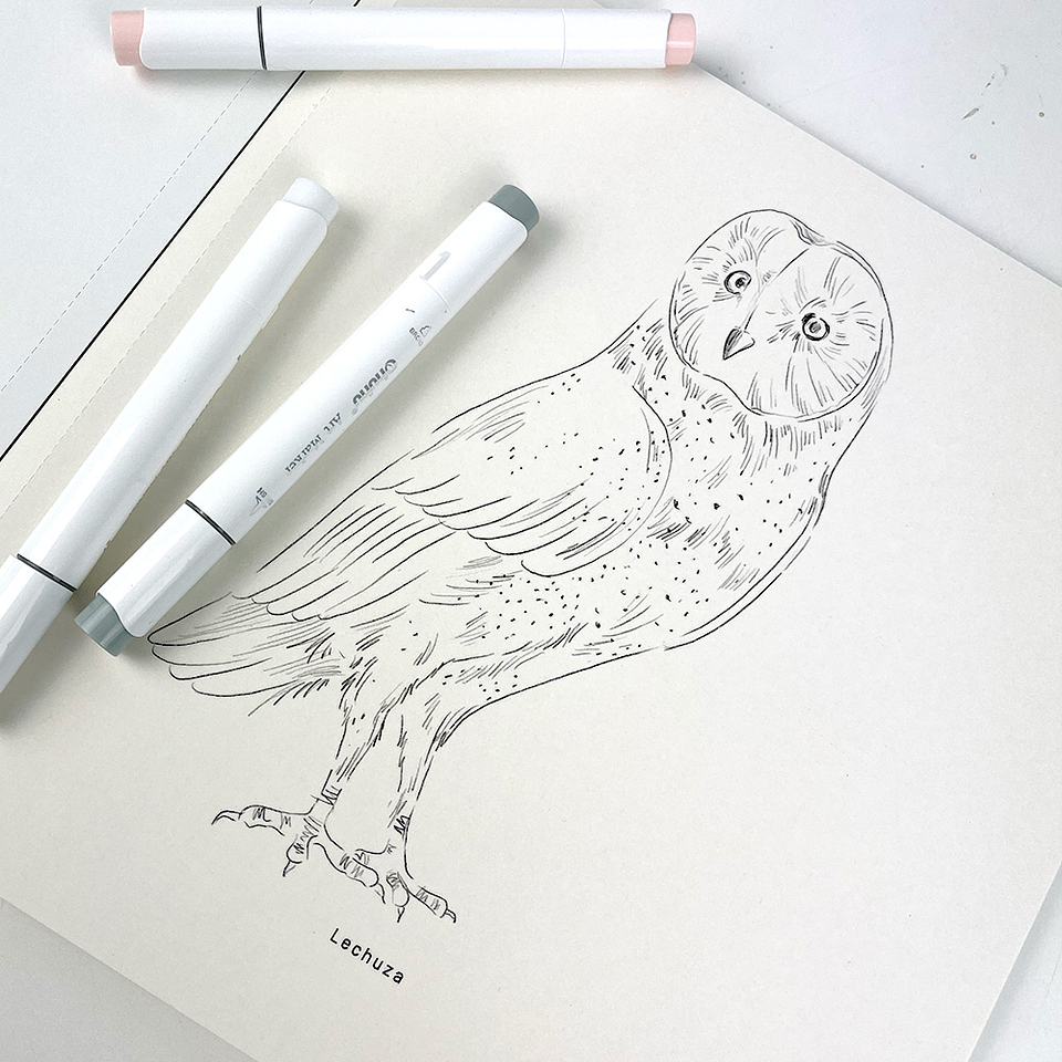 LIBRO AVES DE CHILE POR MARIA JOSÉ PEDRAZA  4