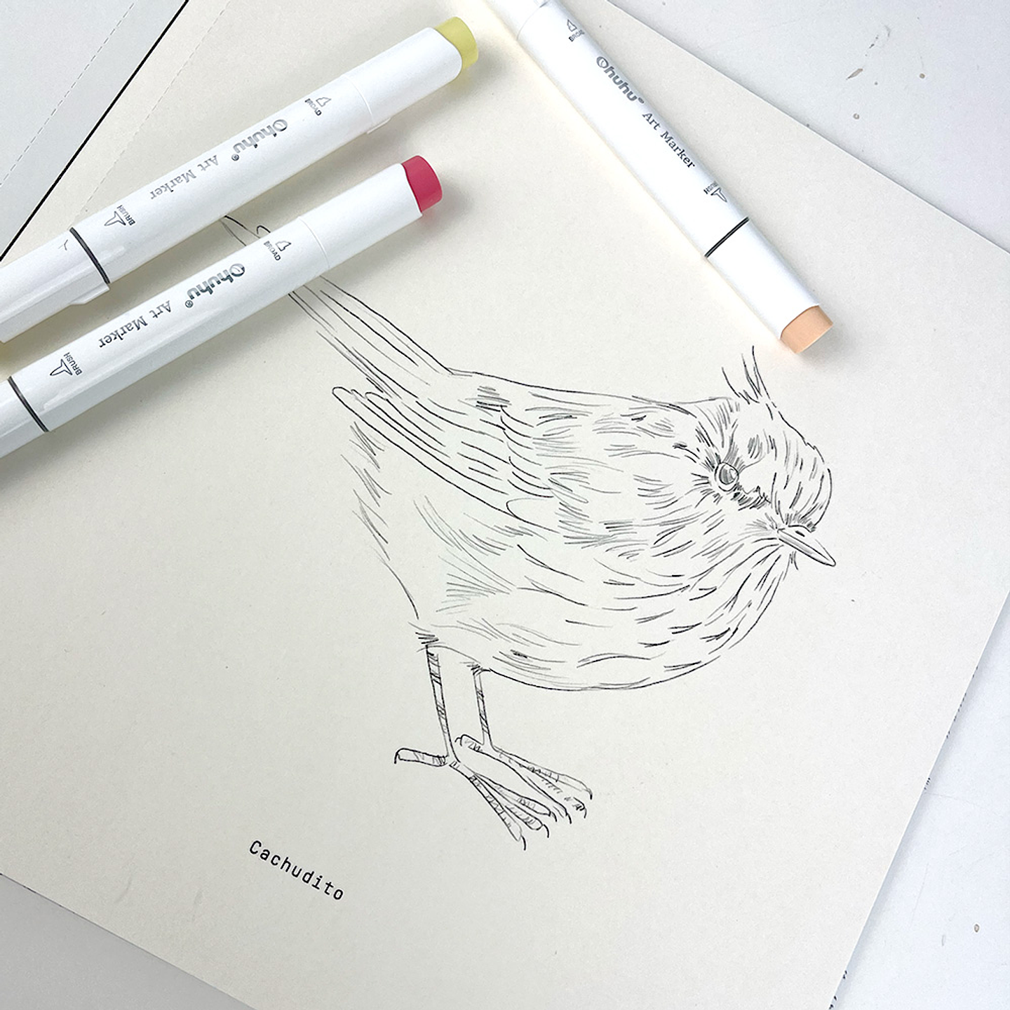 LIBRO AVES DE CHILE POR MARIA JOSÉ PEDRAZA  5