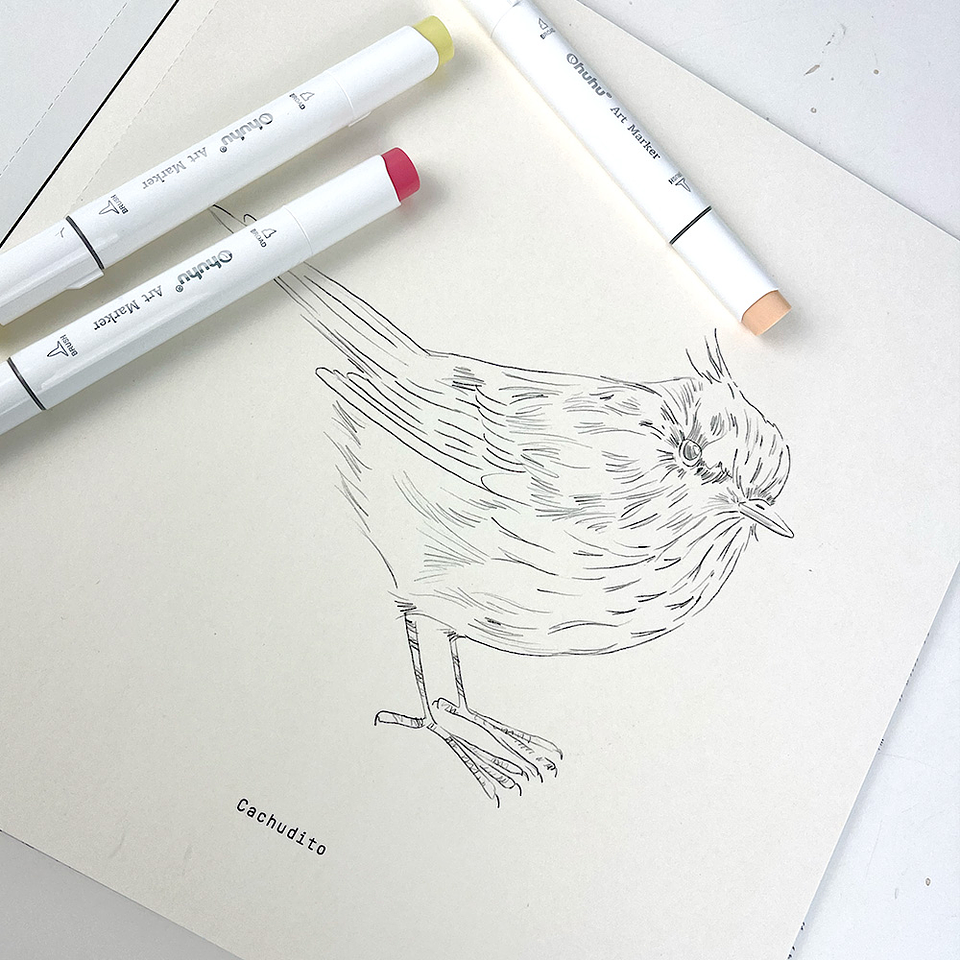 LIBRO AVES DE CHILE POR MARIA JOSÉ PEDRAZA  5