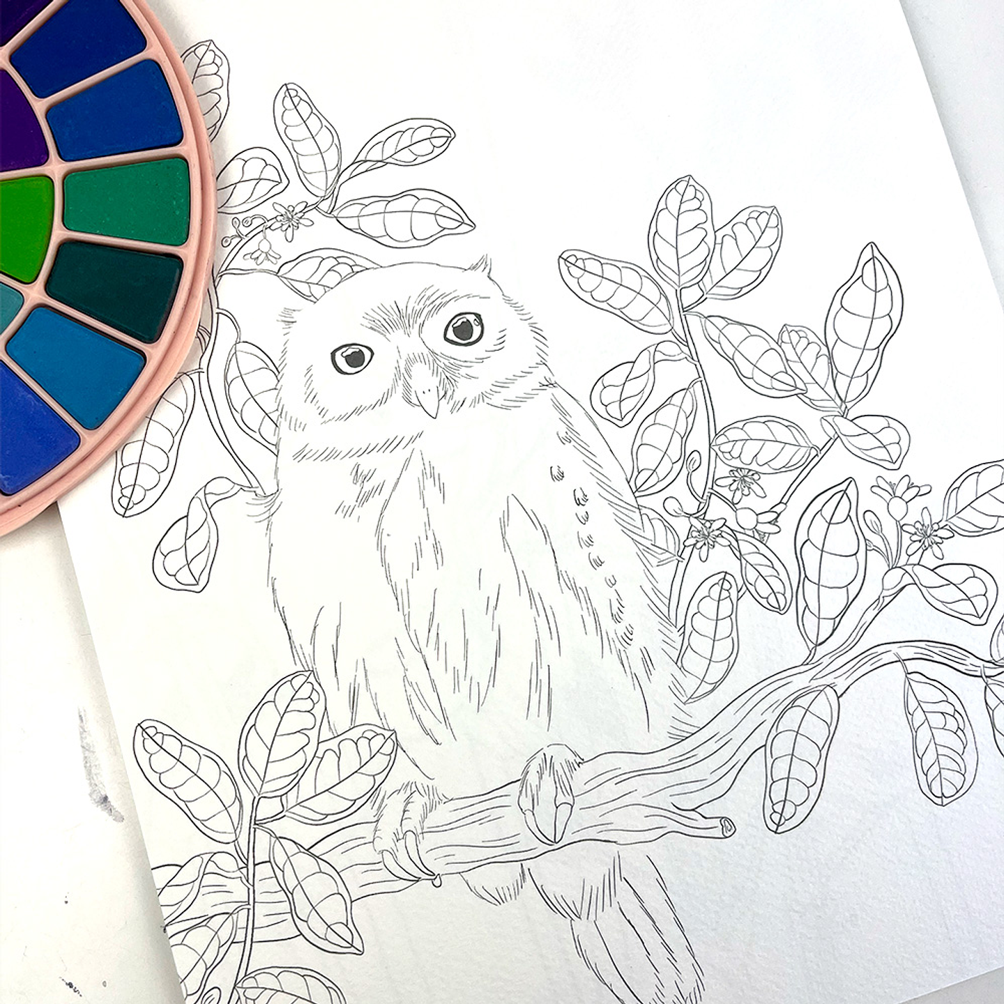 BLOCK PARA ACUARELAS AVES Y FLORA DE CHILE  4