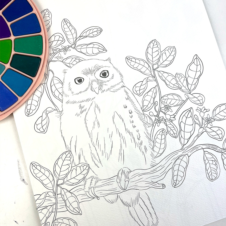 BLOCK PARA ACUARELAS AVES Y FLORA DE CHILE  4