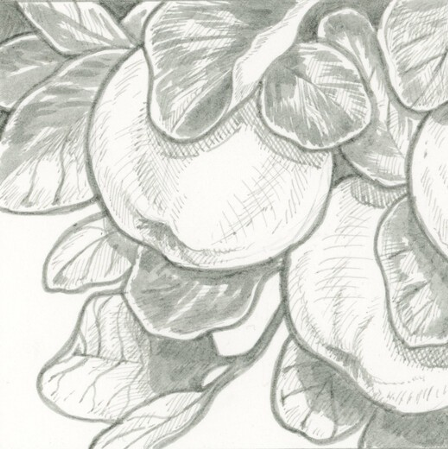 SET DE TIRALÍNEA PIGMA MICRON SAKURA 6 GRISES FRIOS 4