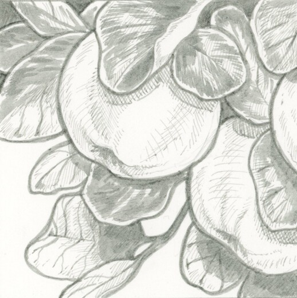 SET DE TIRALÍNEA PIGMA MICRON SAKURA 6 GRISES FRIOS 4