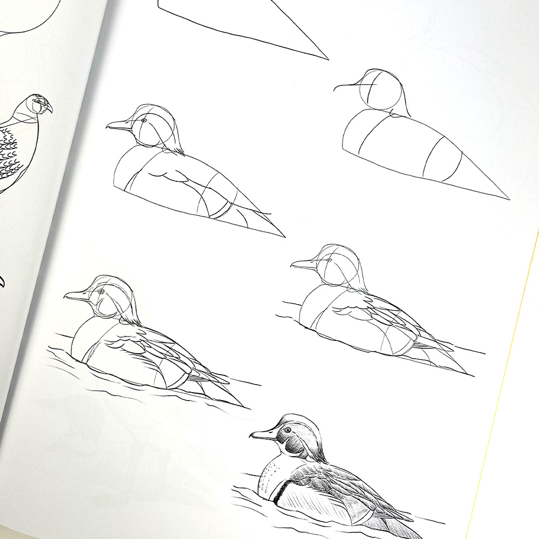 100 AVES MARIPOSAS E INSECTOS DIBUJOS REALISTAS PASO A PASO  2