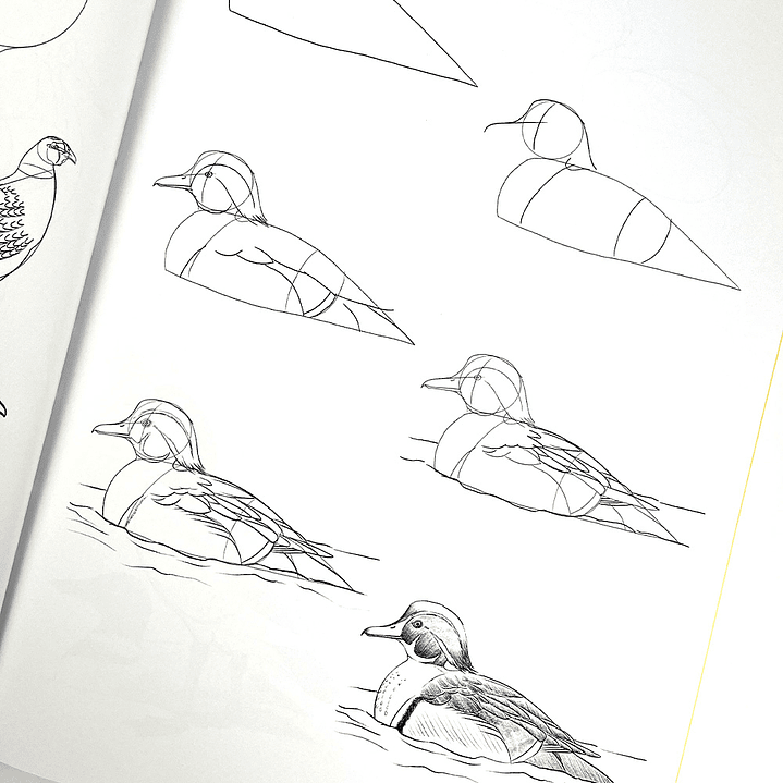 100 AVES MARIPOSAS E INSECTOS DIBUJOS REALISTAS PASO A PASO  2