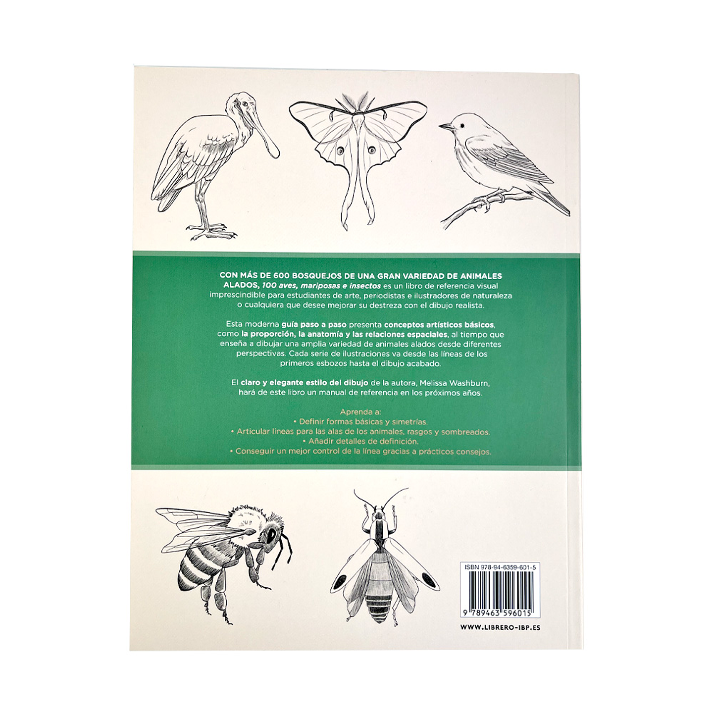 100 AVES MARIPOSAS E INSECTOS DIBUJOS REALISTAS PASO A PASO  5