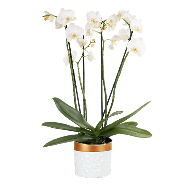 Orquídea grande