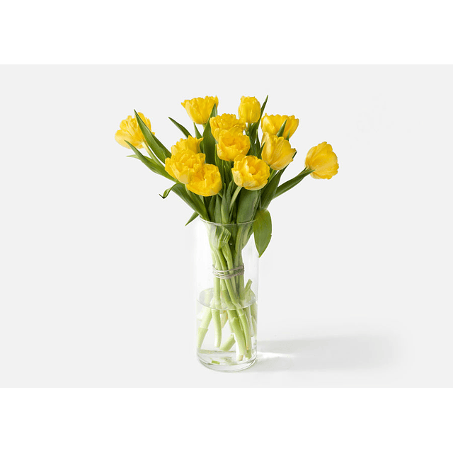 10 tulipanes amarillos en florero