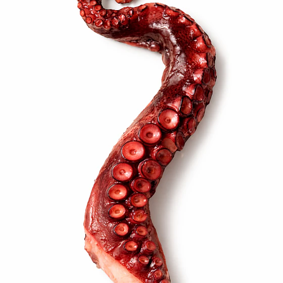 Tentáculo Pulpo Cocido  1