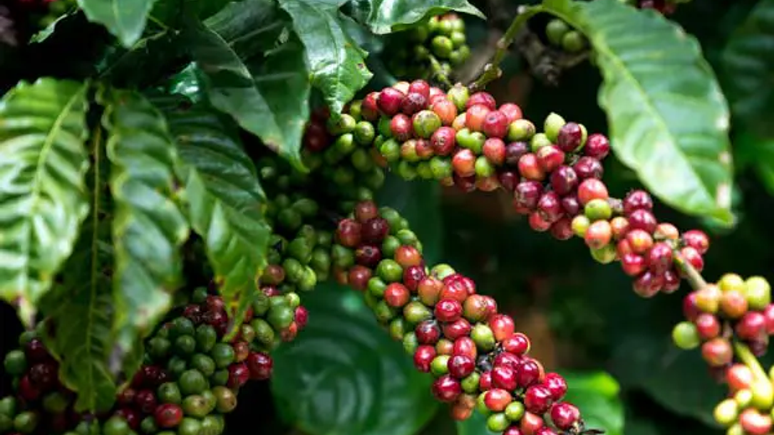 The Healthy Supplement