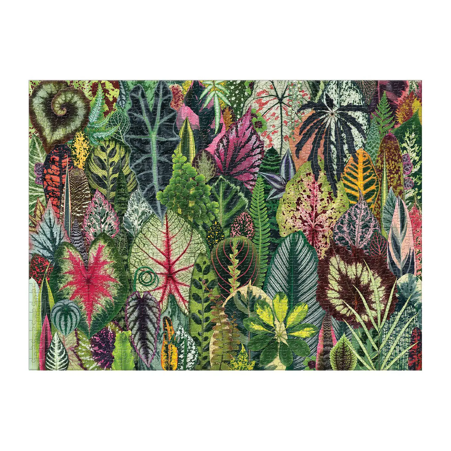 Puzzle Houseplant Jungle 1.000 piezas 3