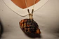 COLLAR AJUSTABLEE CONCHA NEGRA - Miniatura 2