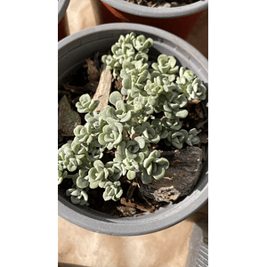 Sedum Spathulifolium