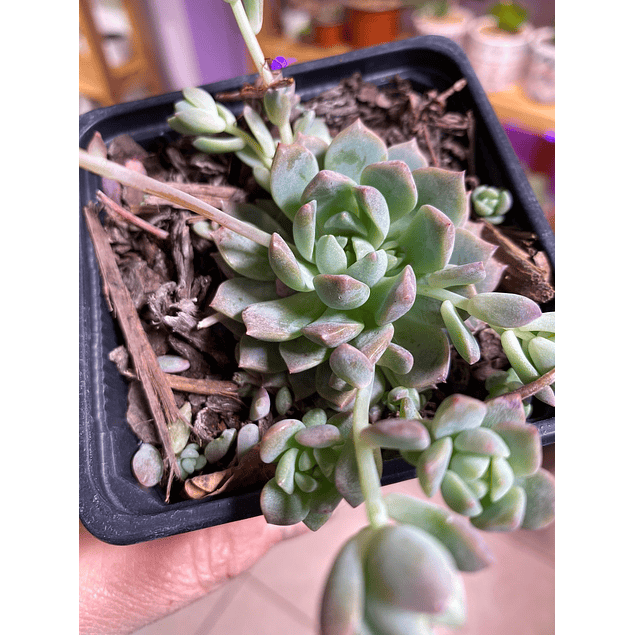 Echeveria Prolifica 