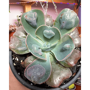 Echeveria Heart`s Delight