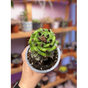 Cactus Espiral 