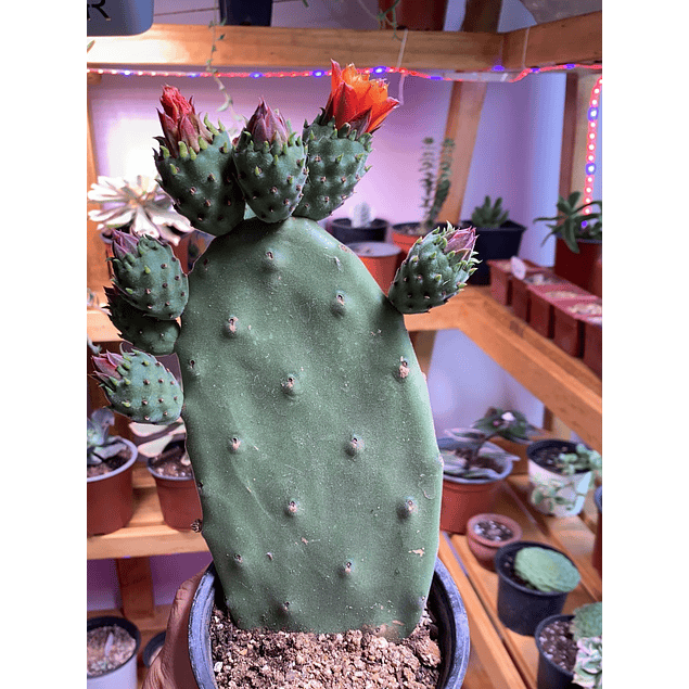 Opuntia Nepal 