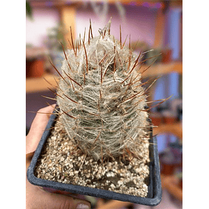 Cactus Oreocereus Trollii 
