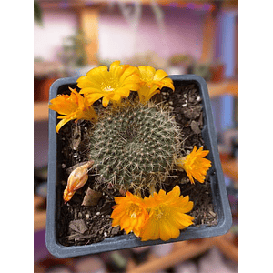 Cactus Rebutia 