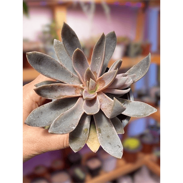 Echeveria Carnicolor