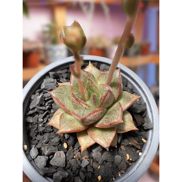 Echeveria Porpusorum