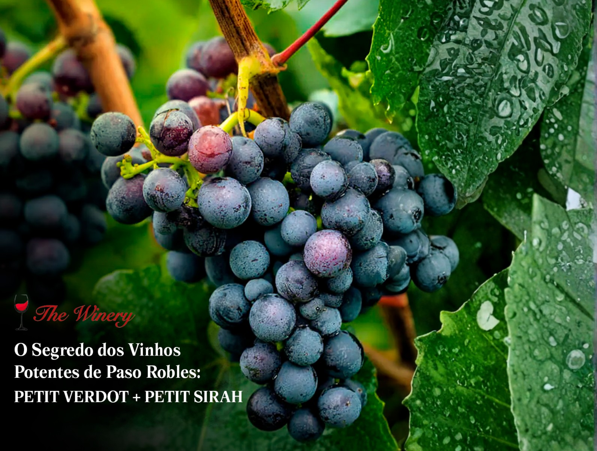 Petit Verdot e Petit Sirah: Conheça as Uvas Não-Convencionais que Definem a Qualidade de Paso Robles