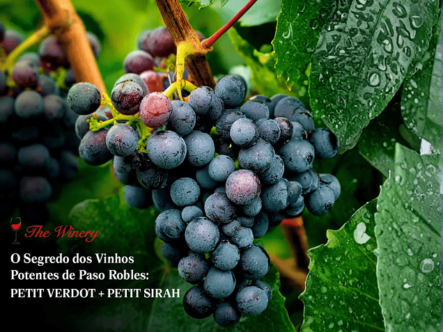 Petit Verdot e Petit Sirah: Conheça as Uvas Não-Convencionais que Definem a Qualidade de Paso Robles