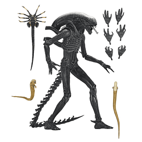 Alien: Romulus Xenomorph Ultimate figure 18cm