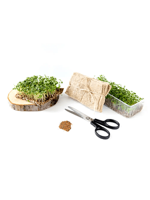 Demo Seed Starter Kit