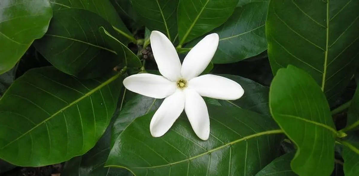 TIAREVAIMOANARAPANUI®