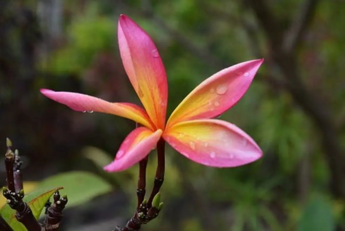 TIAREVAIMOANARAPANUI®