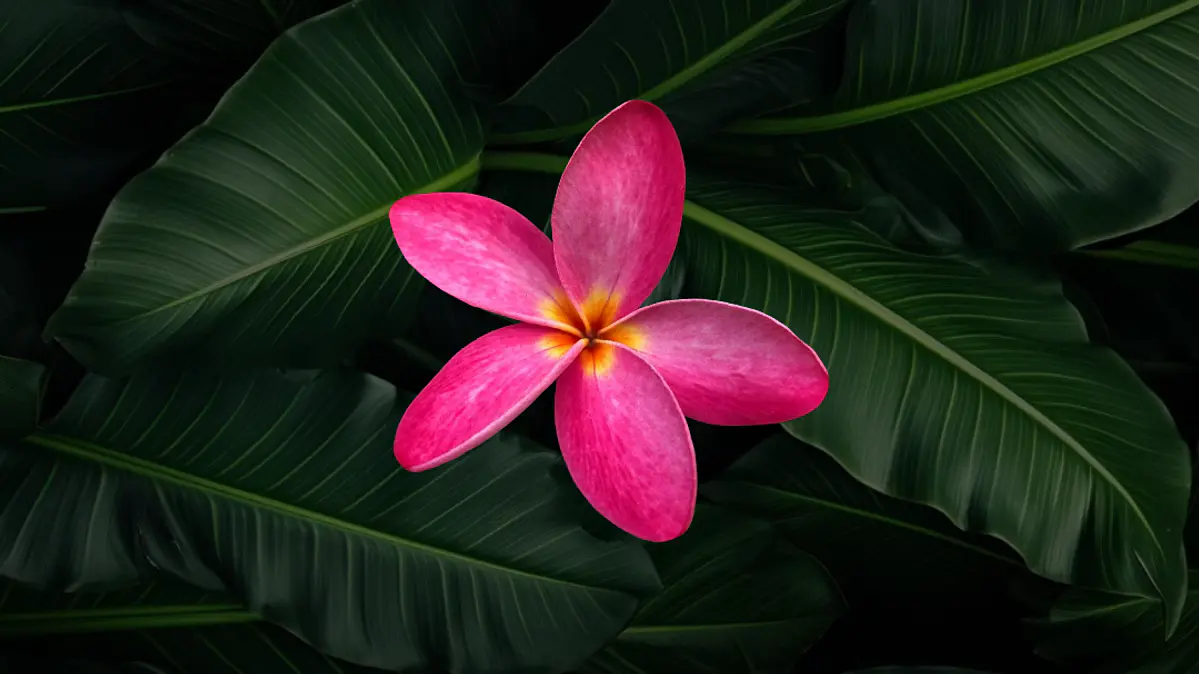 TIAREVAIMOANARAPANUI®