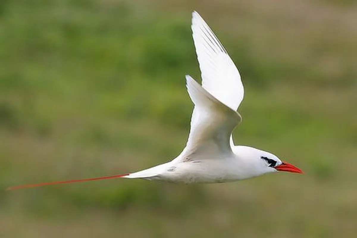 TIAREVAIMOANARAPANUI®