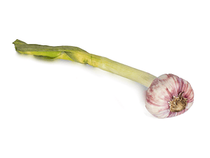 Ajo colombiano fresco por unidad