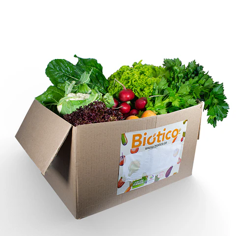 Caja extra grande Verde Fresco 100% orgánica