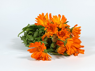 Caléndula orgánica certificada Ecocert