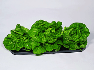 Cogollos de Tudela verdes orgánicos x 3 unidades