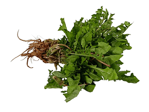 Diente de León orgánico 300 gr