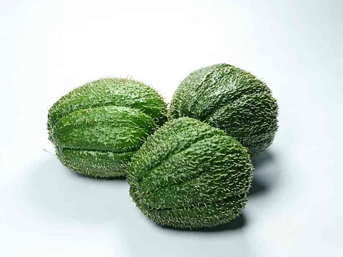 Guatila orgánica 