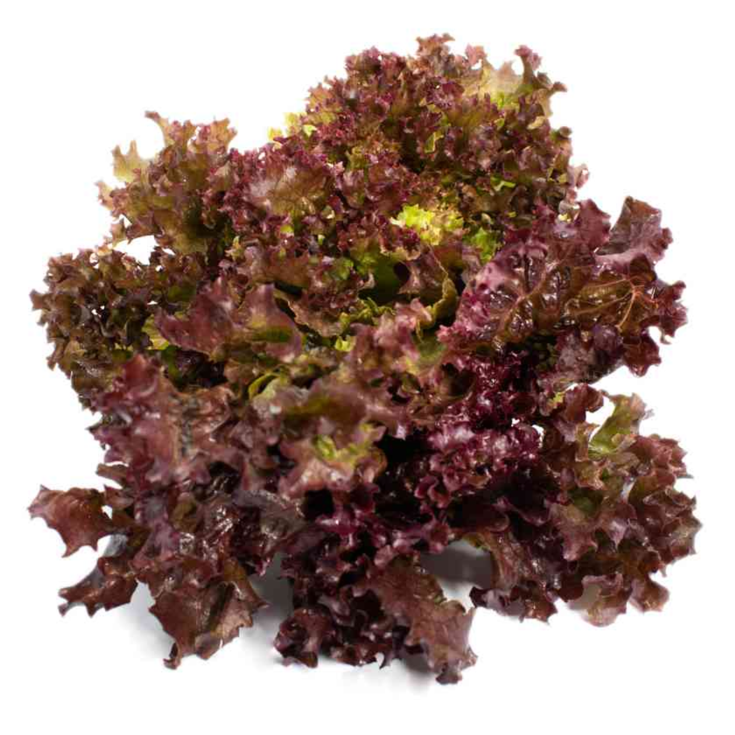 Lechuga crespa morada orgánica orgánica 