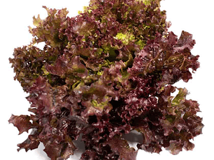 Lechuga crespa morada orgánica orgánica 