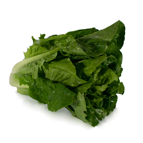 Lechuga Romana Orgánica