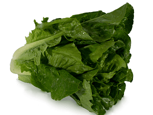 Lechuga Romana Orgánica certificada 