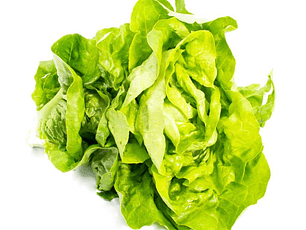 Lechuga verde lisa orgánica certificada