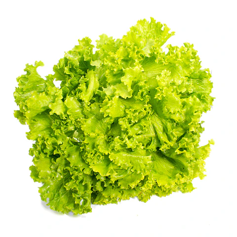 Lechuga Verde Crespa Orgánica