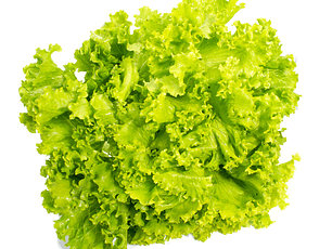 Lechuga Verde Crespa  Orgánica certificada