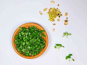 Microgreens Albahaca 50 g