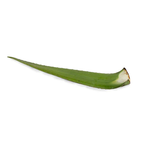Penca de sábila